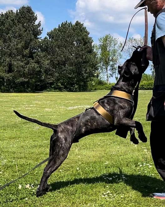BESTIA DOG SPORT GripPro Heavy Duty Harness